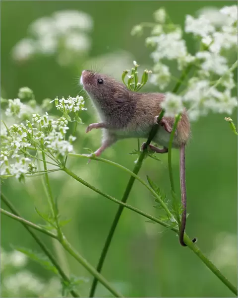 Harvest mouse (Micromys minutus) climbing among Cow Parsley, Hertfordshire, England