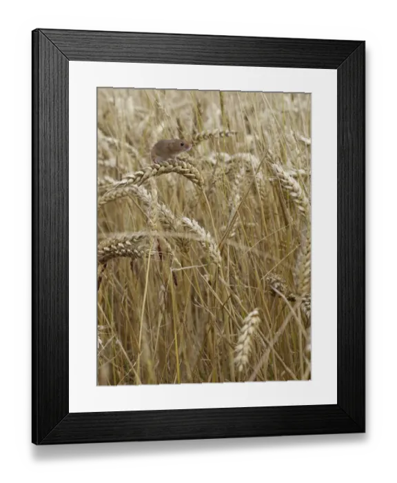 Framed Print : Harvest mouse (Micromys minutus) climbing among wheat, Hertfordshire, England, UK Framed Print : Harvest mouse (Micromys minutus) climbing among wheat, Hertfordshire, England, UK