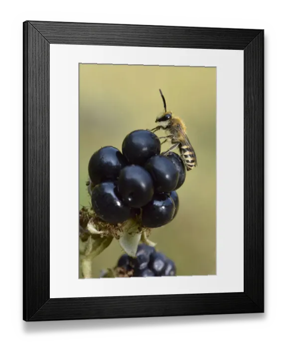 Framed Print : Ivy bee (Colletes hederae) new species to the UK in 2001. Male resting on Blackberry Framed Print : Ivy bee (Colletes hederae) new species to the UK in 2001. Male resting on Blackberry