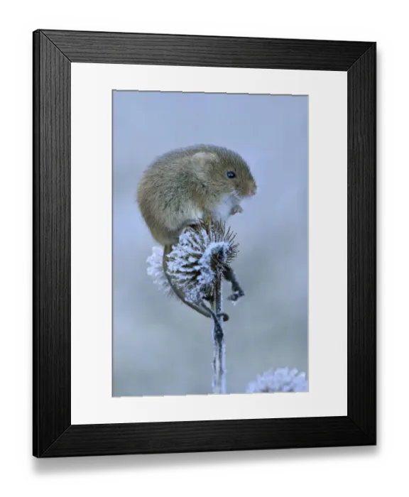 Framed Print : Harvest mouse (Micromys minutus) Sitting on frosty seedhead, Hertfordshire, England Framed Print : Harvest mouse (Micromys minutus) Sitting on frosty seedhead, Hertfordshire, England