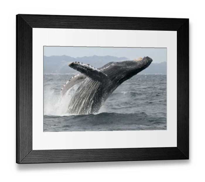 Framed Print : Humpback whale (Megaptera novaeangliae) breaching - leaping out of the water, Sea of Cortez Framed Print : Humpback whale (Megaptera novaeangliae) breaching - leaping out of the water, Sea of Cortez