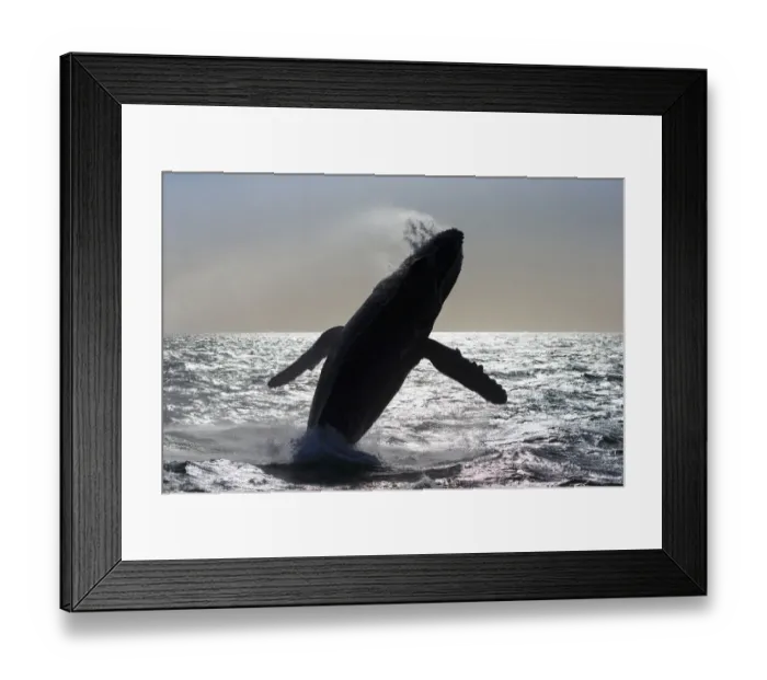 Framed Print : Humpback whale (Megaptera novaeangliae) breaching, Baja California, Mexico Framed Print : Humpback whale (Megaptera novaeangliae) breaching, Baja California, Mexico