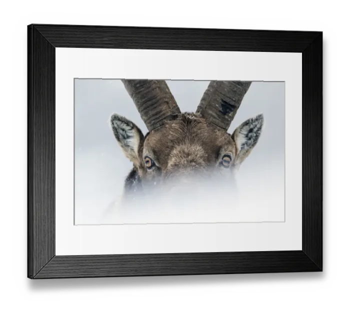 Framed Print : Alpine ibex (Capra ibex) close-up portrait. Gran Paradiso National Park, the Alps, Italy Framed Print : Alpine ibex (Capra ibex) close-up portrait. Gran Paradiso National Park, the Alps, Italy