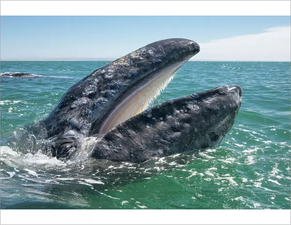 Grey whale (Eschrichtius robustus) at water surface with mouth open showing baleen plates