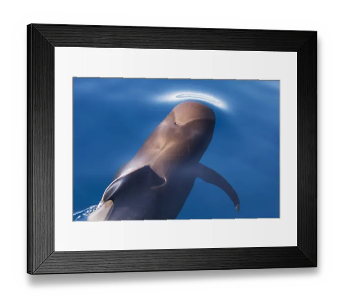 Framed Print : Short finned pilot whale (Globicephala macrorhynchus) about to surface, Baja California Framed Print : Short finned pilot whale (Globicephala macrorhynchus) about to surface, Baja California