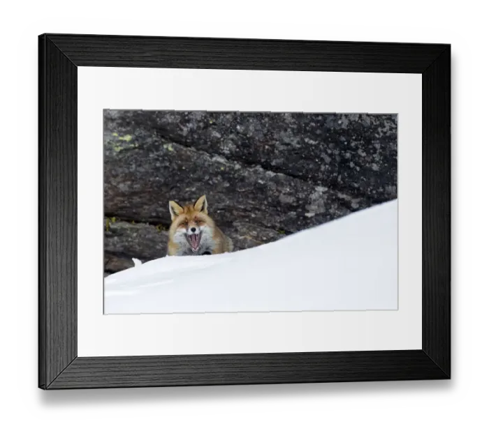 Framed Print : European red fox (Vulpes vulpes crucigera) in deep snow in front of steep rocks Framed Print : European red fox (Vulpes vulpes crucigera) in deep snow in front of steep rocks