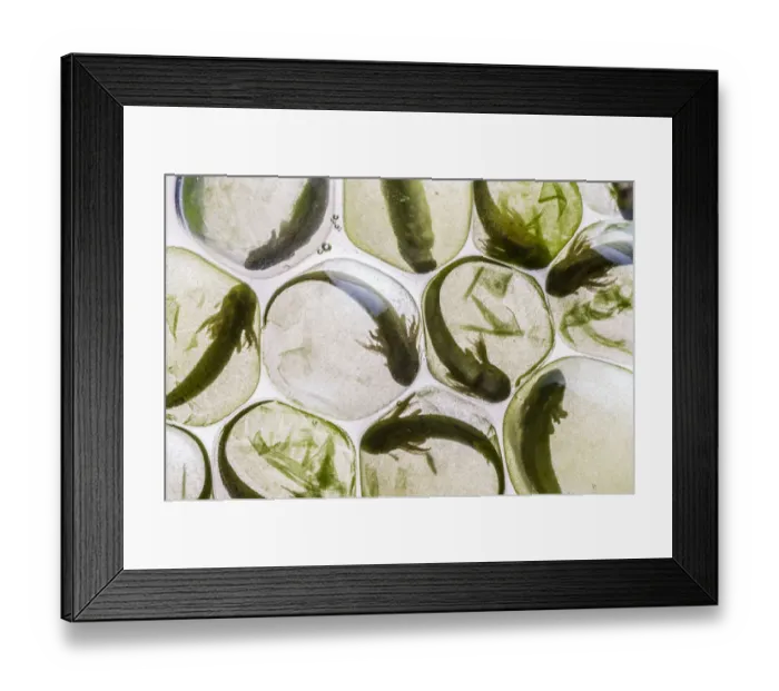 Framed Print : Yellow-spotted salamander eggs (Ambystoma maculatum) showing symbiosis with green algae Framed Print : Yellow-spotted salamander eggs (Ambystoma maculatum) showing symbiosis with green algae