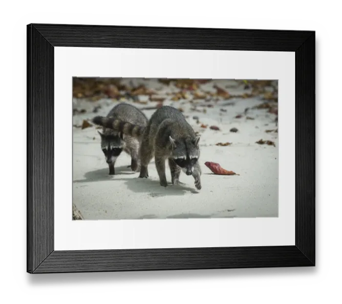 Framed Print : Crab-eating raccoons (Procyon cancrivorus) Manuel Antonio National Park, Costa Rica