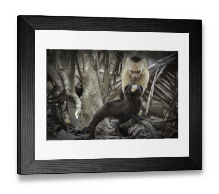 Framed Print : White-faced capuchin monkey (Cebus capucinus) finding insects in wood, Curu National Park Framed Print : White-faced capuchin monkey (Cebus capucinus) finding insects in wood, Curu National Park