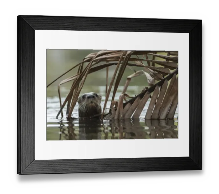 Framed Print : Neotropical river otter (Lontra longicaudis) in water, Nicoya Peninsula, Costa Rica, March 2015 Framed Print : Neotropical river otter (Lontra longicaudis) in water, Nicoya Peninsula, Costa Rica, March 2015