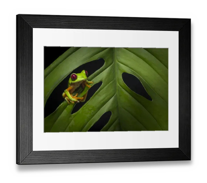 Framed Print : Red-eyed treefrog (Agalychnis calidryas) Costa Rica, April 2015 Framed Print : Red-eyed treefrog (Agalychnis calidryas) Costa Rica, April 2015