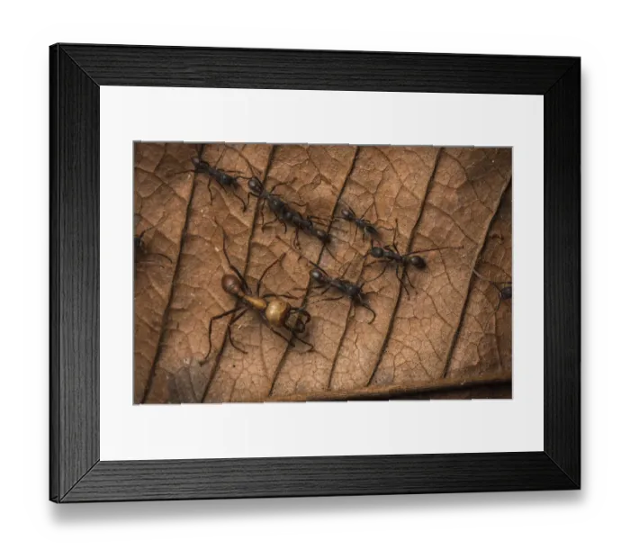 Framed Print : Army ants (Eciton sp. ) Costa Rica. February 2015 Framed Print : Army ants (Eciton sp. ) Costa Rica. February 2015