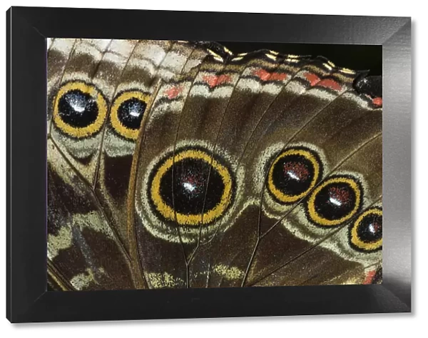 Eyespots on wing of Giant owl butterfly, (Caligo memnon) Tortuguero National Park