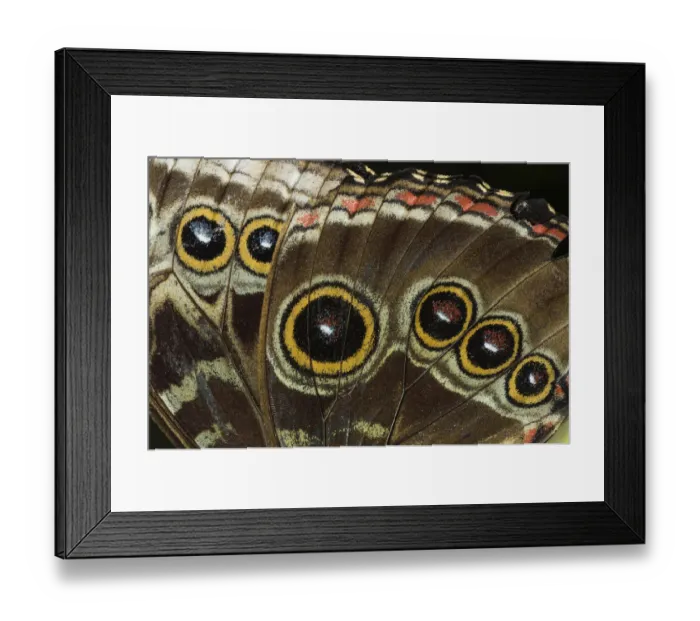Framed Print : Eyespots on wing of Giant owl butterfly, (Caligo memnon) Tortuguero National Park Framed Print : Eyespots on wing of Giant owl butterfly, (Caligo memnon) Tortuguero National Park