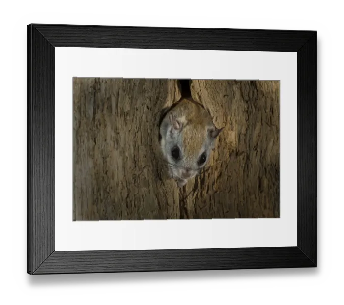 Framed Print : Northern flying squirrel (Glaucomys sabrinus) in nest cavity, New Brunswick, Canada Framed Print : Northern flying squirrel (Glaucomys sabrinus) in nest cavity, New Brunswick, Canada