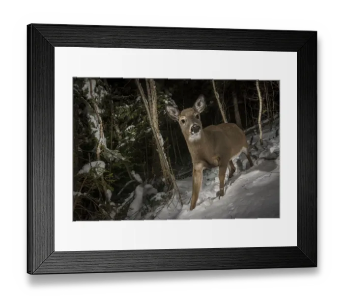 Framed Print : White-tailed deer (Odocoileus virginianus) camera trap image, New Brunswick, Canada Framed Print : White-tailed deer (Odocoileus virginianus) camera trap image, New Brunswick, Canada