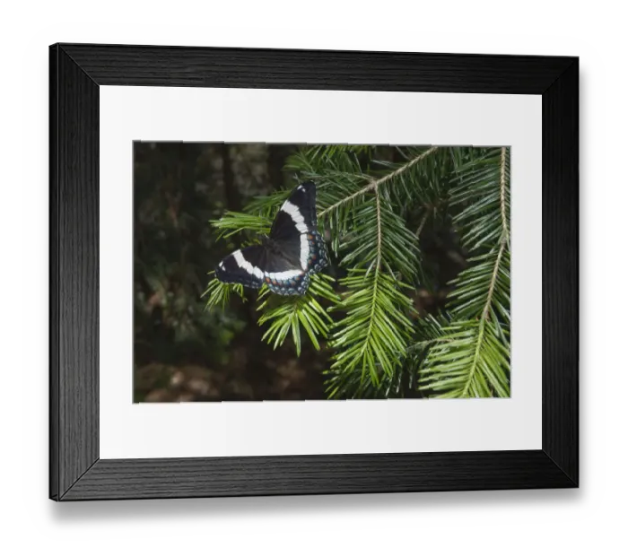 Framed Print : White admiral butterfly (Limenitis arthemis) on pine branch, New Brunswick, Canada Framed Print : White admiral butterfly (Limenitis arthemis) on pine branch, New Brunswick, Canada