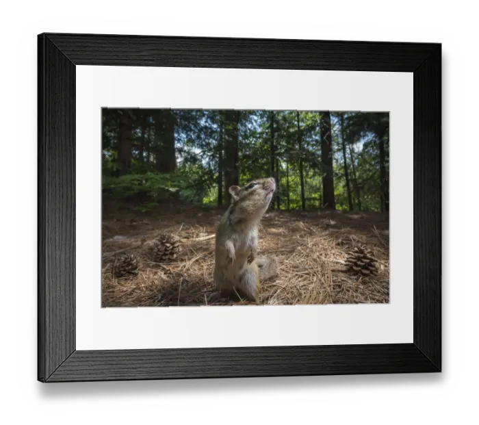 Framed Print : Eastern chipmunk, (Tamias striatus) in New Brunswick, Canada. June 2014 Framed Print : Eastern chipmunk, (Tamias striatus) in New Brunswick, Canada. June 2014