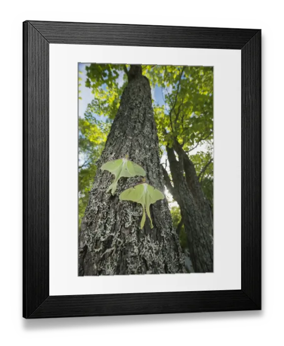 Framed Print : Luna moths (Actias luna) New Brunswick, Canada, June Framed Print : Luna moths (Actias luna) New Brunswick, Canada, June