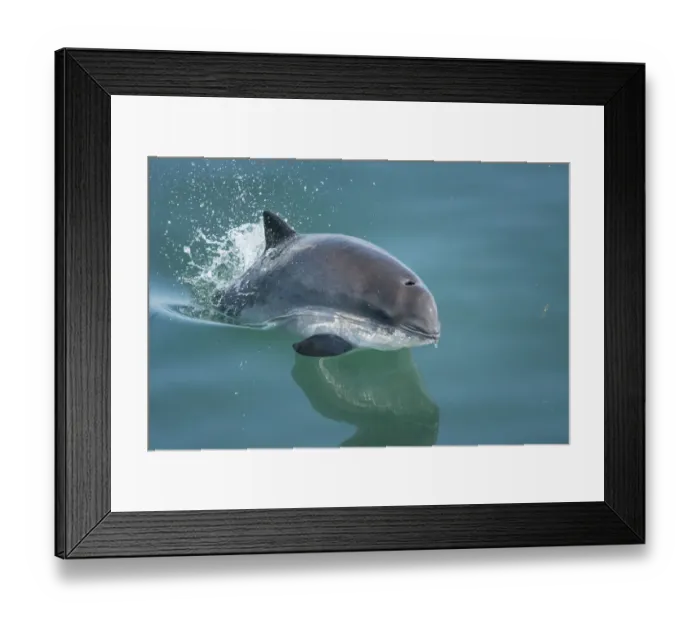 Framed Print : Harbour porpoise, (Phocoena phocoena) porpoising, Bay of Fundy, New Brunswick, Canada Framed Print : Harbour porpoise, (Phocoena phocoena) porpoising, Bay of Fundy, New Brunswick, Canada