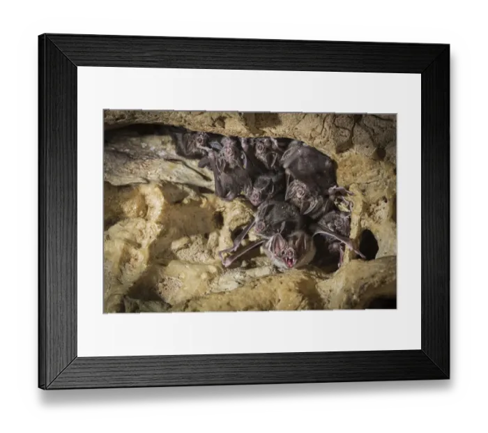 Framed Print : Common vampire bats (Desmodus rotundus) roosting in cave, Costa Rica