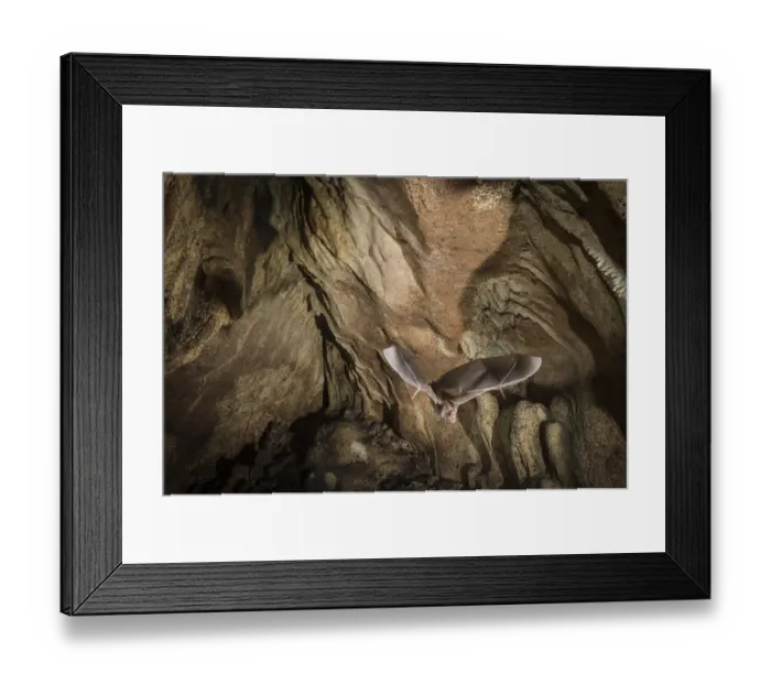 Framed Print : Common vampire bat (Desmodus rotundus) exiting cave, Costa Rica, March 2014 Framed Print : Common vampire bat (Desmodus rotundus) exiting cave, Costa Rica, March 2014