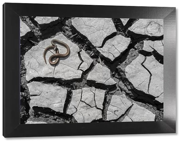 Salmon-bellied racer snake (Mastigodryas melanolomus) resting on cracked mud, Palo