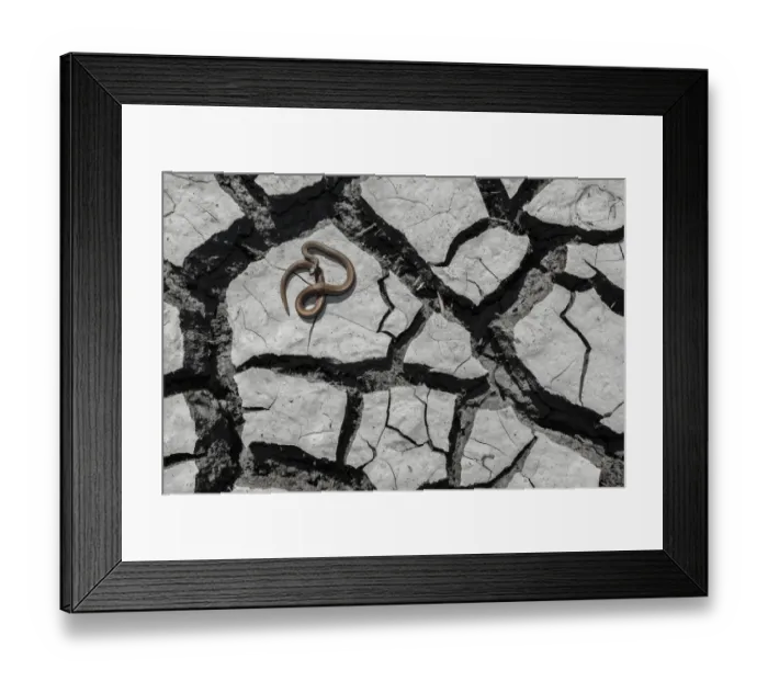 Framed Print : Salmon-bellied racer snake (Mastigodryas melanolomus) resting on cracked mud, Palo Framed Print : Salmon-bellied racer snake (Mastigodryas melanolomus) resting on cracked mud, Palo