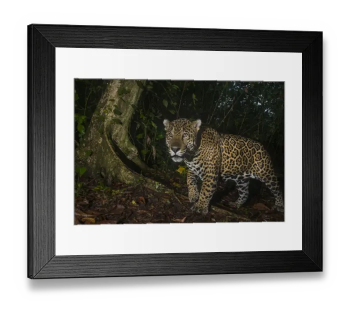 Framed Print : Jaguar (Panthera onca) camera trap image, Tortuguero National Park, Costa Rica Framed Print : Jaguar (Panthera onca) camera trap image, Tortuguero National Park, Costa Rica