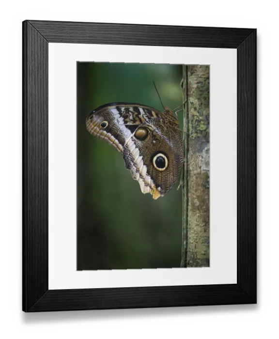 Framed Print : Giant owl butterfly, (Caligo memnon) Tortuguero National Park, Costa Rica Framed Print : Giant owl butterfly, (Caligo memnon) Tortuguero National Park, Costa Rica