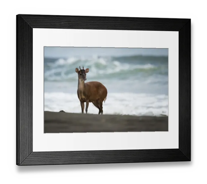 Framed Print : Red brocket deer (Mazama americana) Tortuguero National Park, Costa Rica Framed Print : Red brocket deer (Mazama americana) Tortuguero National Park, Costa Rica