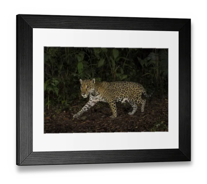 Framed Print : Jaguar (Panthera onca) camera trap image, Tortuguero National Park, Costa Rica Framed Print : Jaguar (Panthera onca) camera trap image, Tortuguero National Park, Costa Rica