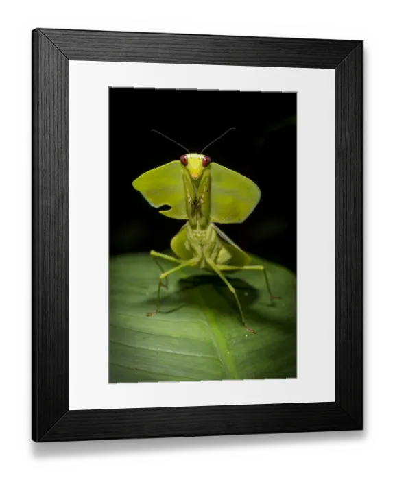 Framed Print : Leaf mantis (Choeradodis sp. ) Tortuguero National Park, Costa Rica Framed Print : Leaf mantis (Choeradodis sp. ) Tortuguero National Park, Costa Rica