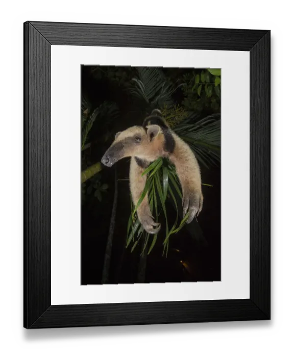 Framed Print : Northern tamandua (Tamandua mexicana) Nicoya Peninsula, Costa Rica Framed Print : Northern tamandua (Tamandua mexicana) Nicoya Peninsula, Costa Rica