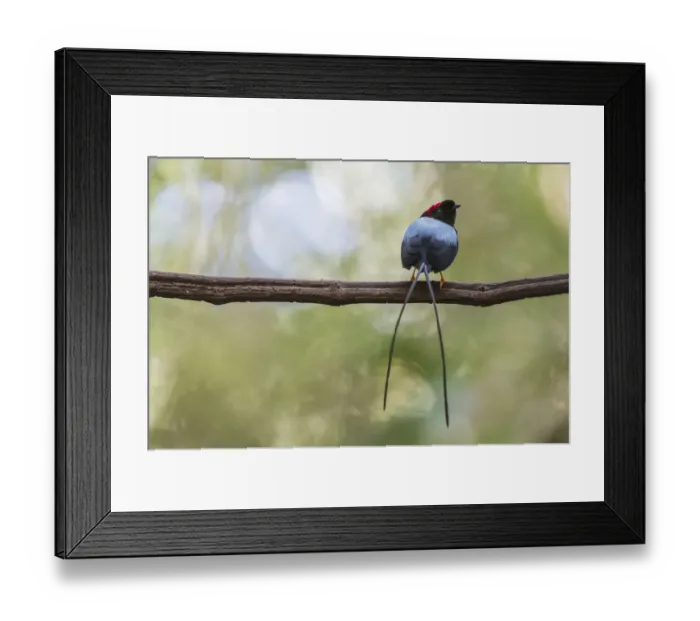 Framed Print : Long-tailed manakin (Chiroxiphia linearis) perched on lek (display perch), Costa Rica Framed Print : Long-tailed manakin (Chiroxiphia linearis) perched on lek (display perch), Costa Rica