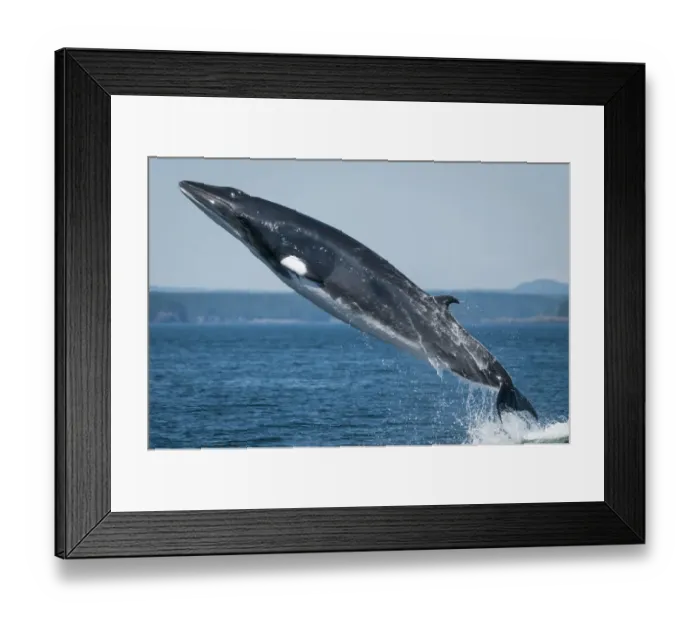 Framed Print : Minke whale (Baelanoptera acutorostrata) breaching, Bay of Fundy, New Brunswick, Canada