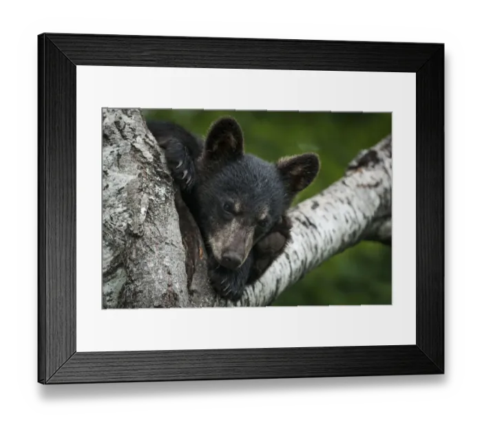 Framed Print : Black bear cub (Ursus americana) in tree. New Brunswick, Canada, July Framed Print : Black bear cub (Ursus americana) in tree. New Brunswick, Canada, July