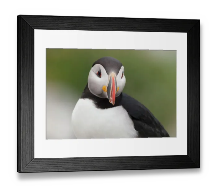 Framed Print : Atlantic puffic, (Fratercula arctica) portrait. Machias Seal Island, Bay of Fundy Framed Print : Atlantic puffic, (Fratercula arctica) portrait. Machias Seal Island, Bay of Fundy