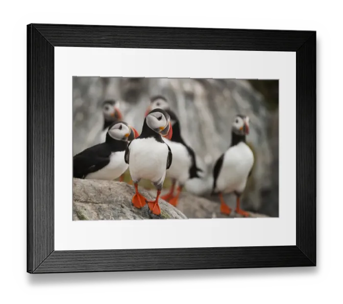 Framed Print : Atlantic puffic, (Fratercula arctica), Machias Seal Island, Bay of Fundy, New Brunswick Framed Print : Atlantic puffic, (Fratercula arctica), Machias Seal Island, Bay of Fundy, New Brunswick