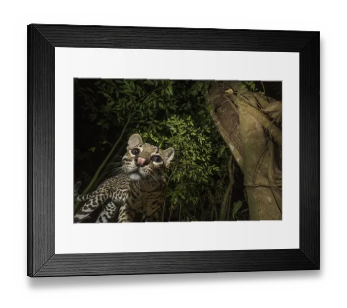 Framed Print : Ocelot (Leopardus pardalis) viewed from below. camera trap image, Nicoya Peninsula Framed Print : Ocelot (Leopardus pardalis) viewed from below. camera trap image, Nicoya Peninsula