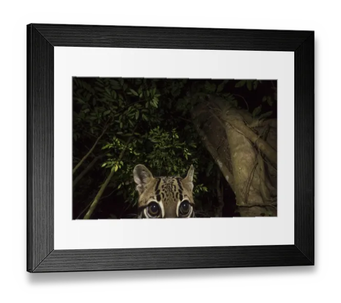 Framed Print : Ocelot (Leopardus pardalis) portrait. camera trap image, Nicoya Peninsula, Costa Rica Framed Print : Ocelot (Leopardus pardalis) portrait. camera trap image, Nicoya Peninsula, Costa Rica