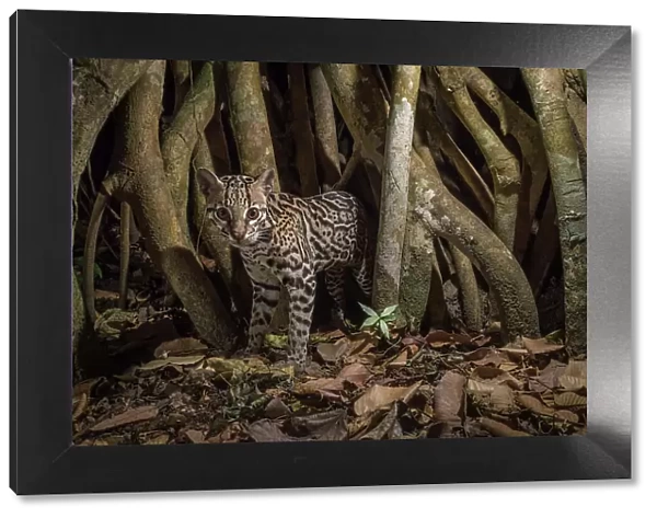 Ocelot (Leopardus pardalis) camera trap image, Nicoya Peninsula, Costa Rica