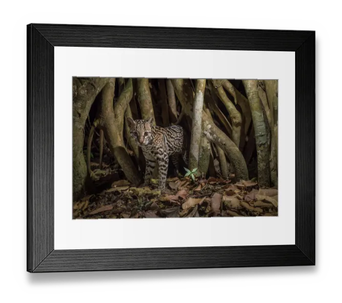 Framed Print : Ocelot (Leopardus pardalis) camera trap image, Nicoya Peninsula, Costa Rica Framed Print : Ocelot (Leopardus pardalis) camera trap image, Nicoya Peninsula, Costa Rica