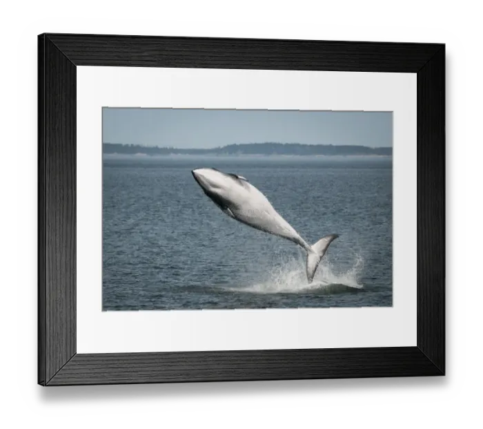 Framed Print : Minke whale ( Balaenoptera acutorostrata) breaching, Bay of Fundy, Canada, July Framed Print : Minke whale ( Balaenoptera acutorostrata) breaching, Bay of Fundy, Canada, July