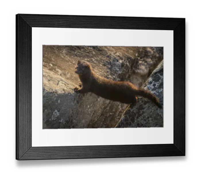 Framed Print : Americam mink (Neovison vison) on Little Shiprock Island, Nova Scotia, Canada, September Framed Print : Americam mink (Neovison vison) on Little Shiprock Island, Nova Scotia, Canada, September