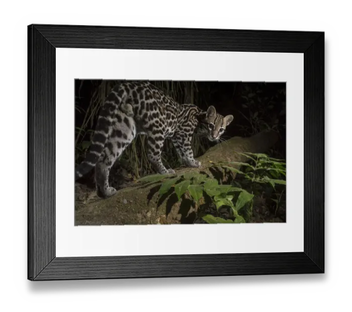 Framed Print : Ocelot (Leopardus pardalis) walking, camera trap image, Nicoya Peninsula, Costa Rica Framed Print : Ocelot (Leopardus pardalis) walking, camera trap image, Nicoya Peninsula, Costa Rica