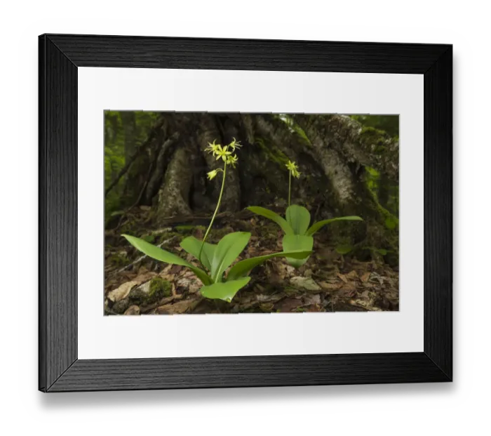 Framed Print : Clintonia / Clintons lily (Clintonia borealis) New Brunswick, Canada, June Framed Print : Clintonia / Clintons lily (Clintonia borealis) New Brunswick, Canada, June