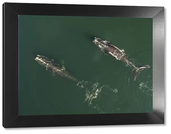 Aerial view of a North Atlantic right whales (Eubalaena glacialis) feeding, Bay of Fundy