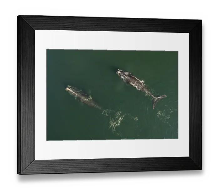 Framed Print : Aerial view of a North Atlantic right whales (Eubalaena glacialis) feeding, Bay of Fundy Framed Print : Aerial view of a North Atlantic right whales (Eubalaena glacialis) feeding, Bay of Fundy