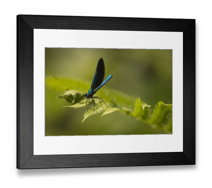 Framed Print : Ebony jewelwing (Calopteryx maculata) New Brunswick, Canada, July Framed Print : Ebony jewelwing (Calopteryx maculata) New Brunswick, Canada, July
